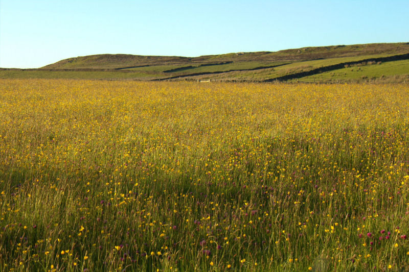 Buttercups Buttercups